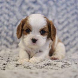 Cavalier King Charles Spaniel Puppies from Country View Cavaliers