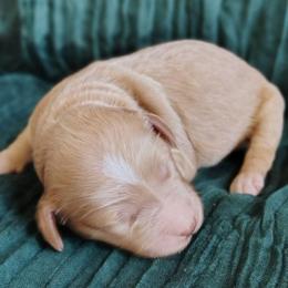 Madison - Red female Bernedoodle puppy in Woodland, Georgia from Bethel Doodle Ranch