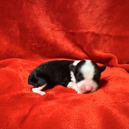 Girl 1 - Black and white female Chinese Crested puppy in Auburn, Kansas from TopBrass Kennels
