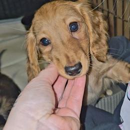 AKC clear red female - Red female Dachshund puppy in Barstow, California from Samy's Dachshund Den