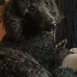 Poodles from Lyon Luxury Poodles