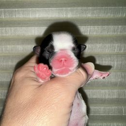 Carrie - Red and white female Shih Tzu puppy in Spring, Texas from Precious Tzu Crew