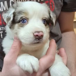 Horse - Red merle male Miniature American Shepherd puppy in Vancouver, Washington from BonDrew's Miniature American Shepherds
