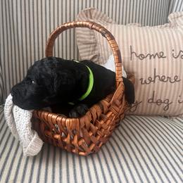 Onyx (green collar) - Black male Poodle puppy in Batavia, Ohio from The Livezey Standard-CKCS and Standard Poodles