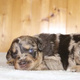 Tillie - Red merle female Australian Shepherd puppy in Macon, Georgia from Shaina’s Shepherds