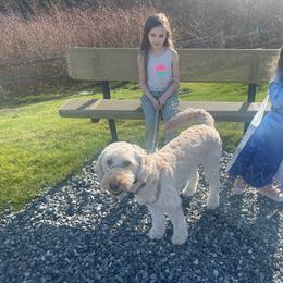 Genevieve - Goldendoodle