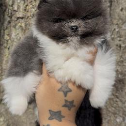 Pomeranian Puppies from Cascade Pomeranians