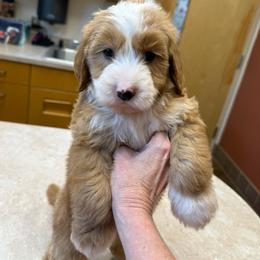 Blue collar boy - Red  male Goldendoodle puppy in Ridgewood, New Jersey from Jessie’s Doodles