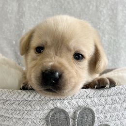 Labrador Retrievers from Allie’s Way Labradors