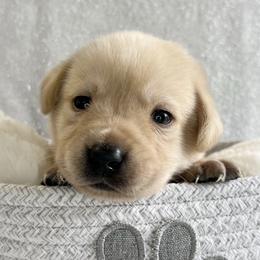 Labrador Retrievers from Allie’s Way Labradors