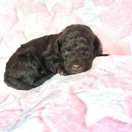 Serenity - Brown female Maltipoo puppy in Hephzibah ( Richmond County ), Georgia from Healing Pawz LLC