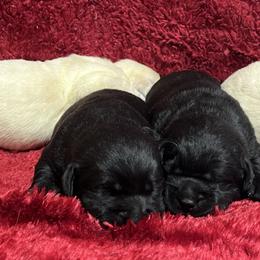 Black Female 2nd pick - Black female Labrador Retriever puppy in Beaverdam, Virginia from Gold Heart Labradors