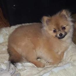 Pomeranian Puppies from Mai-Ryms Pomeranians