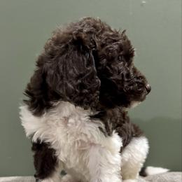 Vixen - Parti female Labradoodle puppy in Candler, North Carolina from Maple Bakin’ Doodles