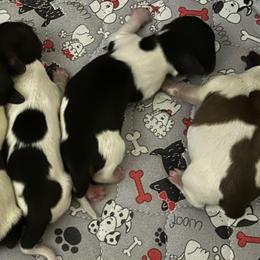 Willow-Girl 2 - Black and cream female Dachshund puppy in Wolf Lake, Indiana from Canisteo Dachshunds