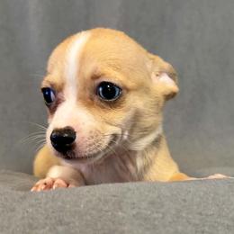 NOVA - Fawn female Chihuahua puppy in Bell, Florida from BellCrist Aussies