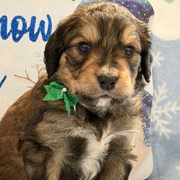 Griffin - Tri-color male Bernedoodle puppy in Phelan, California from PuppyPaws4U