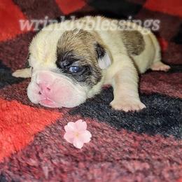 Holly - Red brindle and white female Bulldog puppy in Granville, Iowa from Wrinkly Blessings English Bulldogs
