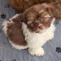 Lavender Shiranian - Fawn female Companion Cross puppy in Avoca, Michigan from Repurposed Paradise Farm