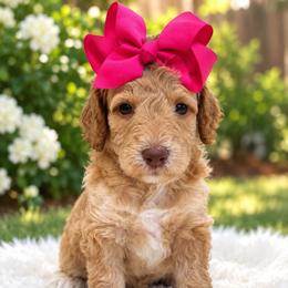Twinkie - Golden female Cockapoo puppy in Peoria, Arizona from Cactus Doods