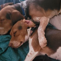 Beagles from Mountain Point Beagles