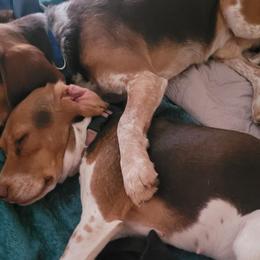 Beagles from Mountain Point Beagles