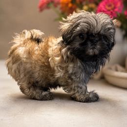 Cookie Jr - Sable female Shih Tzu puppy in Walnut Ridge, Arkansas from Maltese Madness by Shannon Smith