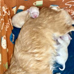Chihuahua Puppies from Wild Mountain Chihuahuas