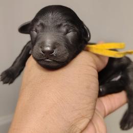 Steelers - Black male Double Doodle puppy in Cordova, Tennessee from TrueLine kennels