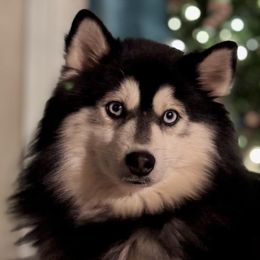 Pomskies from Puget Sound Pomskies