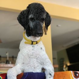 Poodles from Poodle Privilege
