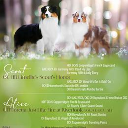 Australian Shepherd puppies from Riverlook Australian Shepherds