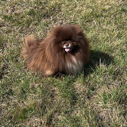 Bentley  - Pomeranian