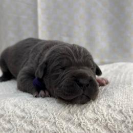 Boots - Gray female Cane Corso puppy in Utah from 3Lake Kennelz