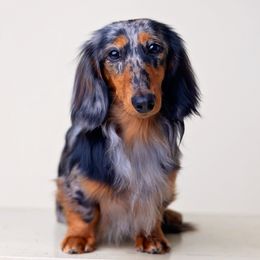 Pike - Dachshund