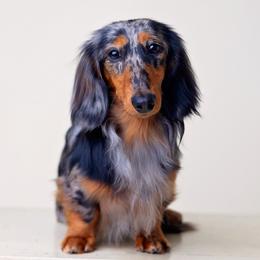 Pike - Dachshund