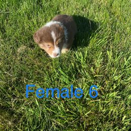Australian Shepherd and Pembroke Welsh Corgi Puppies from Mallory Pembroke Welsh Corgis And Australian Shepherds