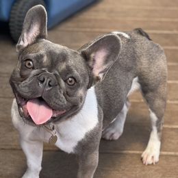 Basil - French Bulldog