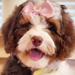 Bernedoodles and Goldendoodles from Colby Trail Doodles