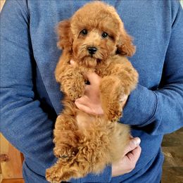 Holly-Little Sweet Dark Red AKC Mini - Red  female Poodle puppy in Falcon, Missouri from Cedar House Heritage Poodles | AKC Toy & Miniature Poodle Puppies Raised in Home