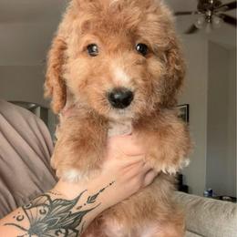 Hazel (Hazelnut) - Red female Bernedoodle puppy in Peoria, Arizona from Wroth's Paws