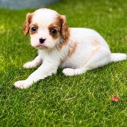 Cavalier King Charles Spaniel Puppies from King Charles