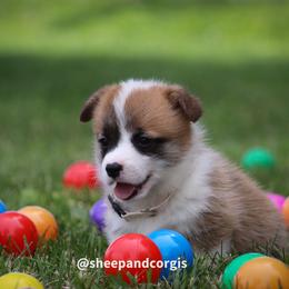 Mae - Sable female Pembroke Welsh Corgi puppy in Wever, Iowa from Sheep and Corgis