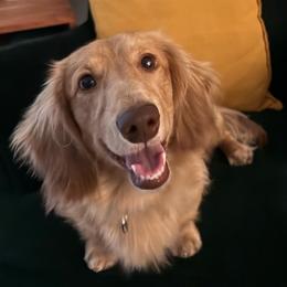 Zuko - Dachshund