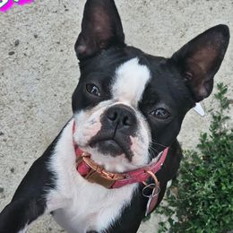 Boston Terrier puppies from Diamonds In The Ruff Boston Terriers