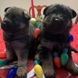 German Shepherd Puppies from Vom Haus Bella GSD’s