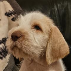 Boy 1 - Orange roan Spinone Italiano puppy in Alachua, Florida from Asperida Dachshunds and Spinoni