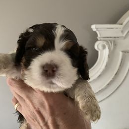 Brandy - Brown white and tan Cocker Spaniel puppy in Sautee Nacoochee, Georgia from Candy's Cockers