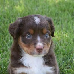 Girl 1 - Red tri-color female Australian Shepherd puppy in Nebraska from Our Barn Aussies