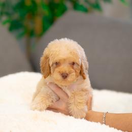 Clank - Apricot male Goldendoodle puppy in Fort Myers, Florida from Corgis & Doodles